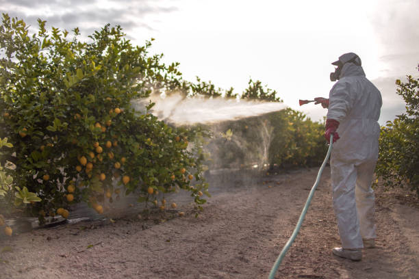 Best Pest Prevention Services  in Hawi, HI