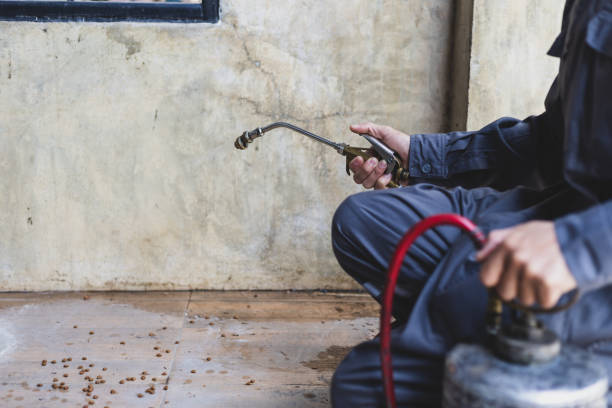 Best Local Pest Control Services  in Hawi, HI